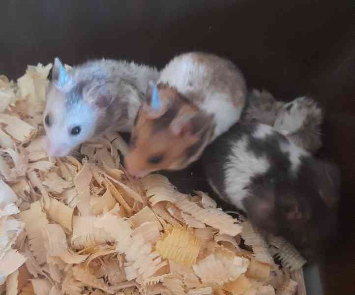 Křeček syrský - foto 5