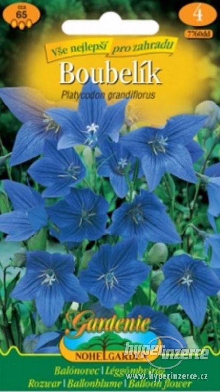 Boubelík modrý (semena) www.rostliny-prozdravi.cz - foto 1