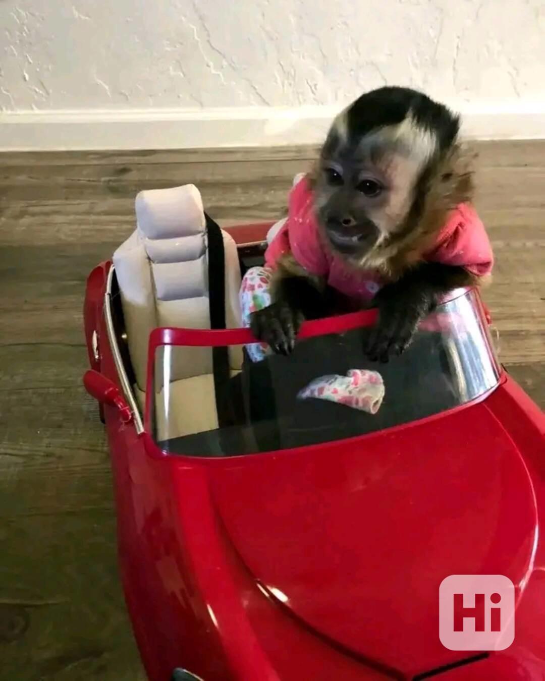  Přemístění inteligentního kapucína  - foto 1