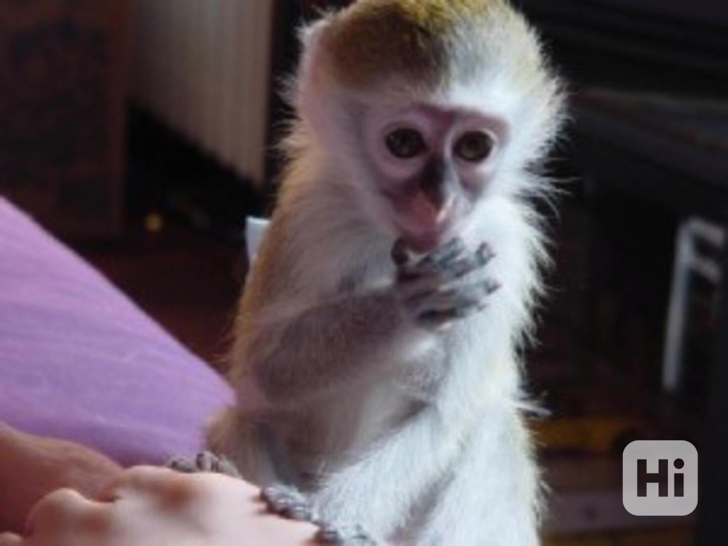 Úžasné opičky kapucínky k adopci - foto 1