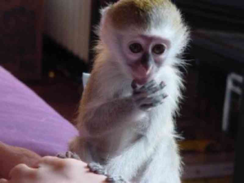 Úžasné opičky kapucínky k adopci - foto 1