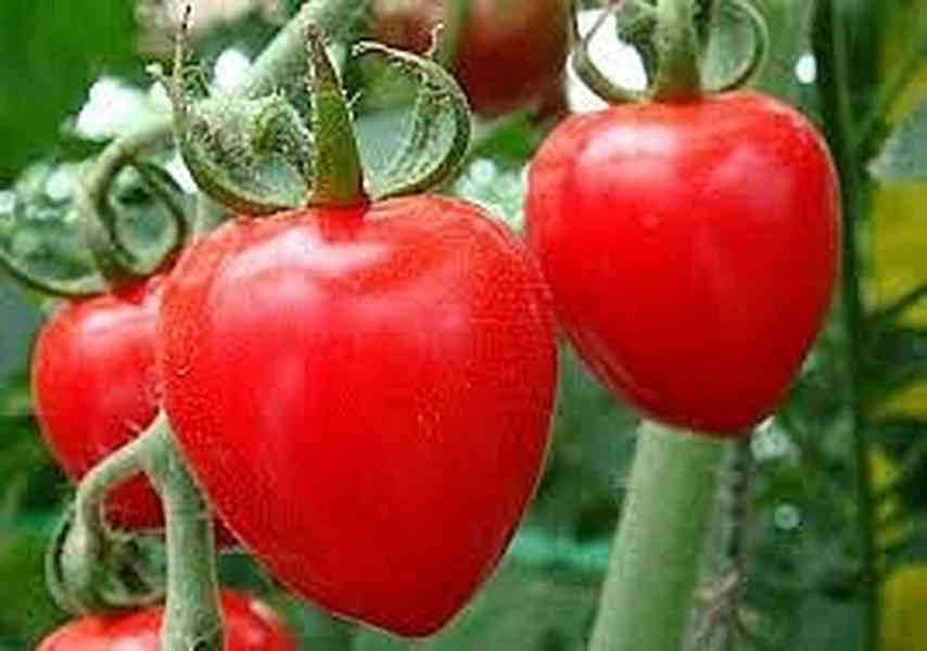 semena rajče Jahodo - foto 1