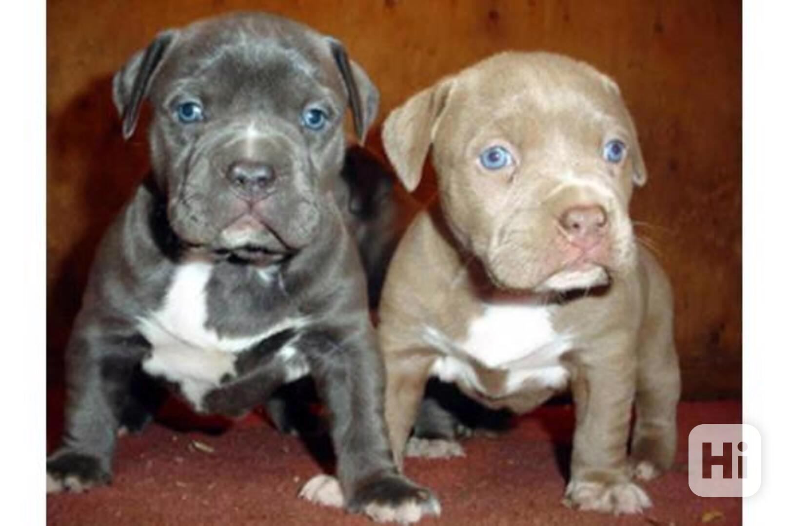 Štěňata Pitbull Blueline - foto 1
