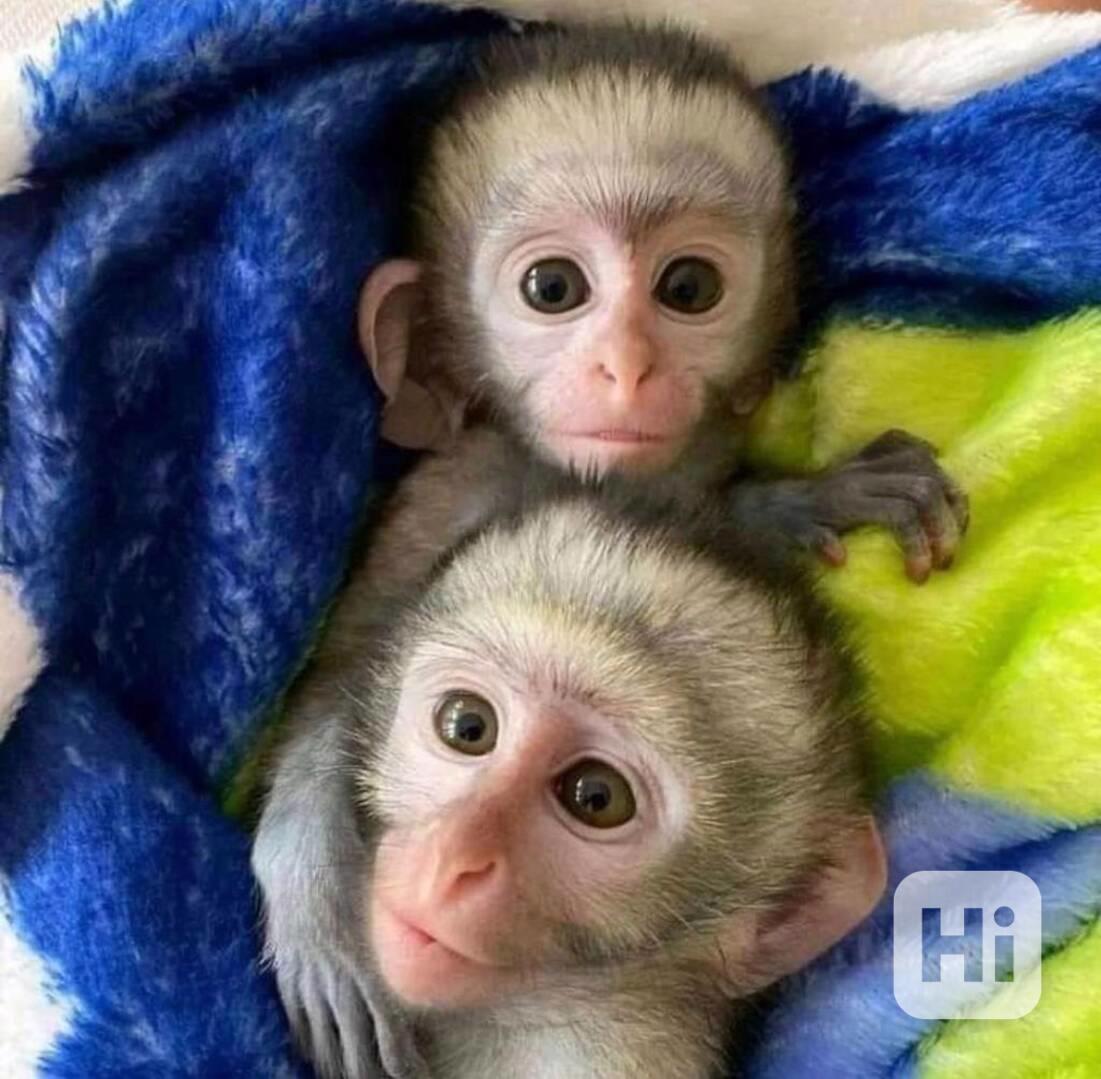 Mláďata kapucínů připravená do nových milujících domovů - foto 1