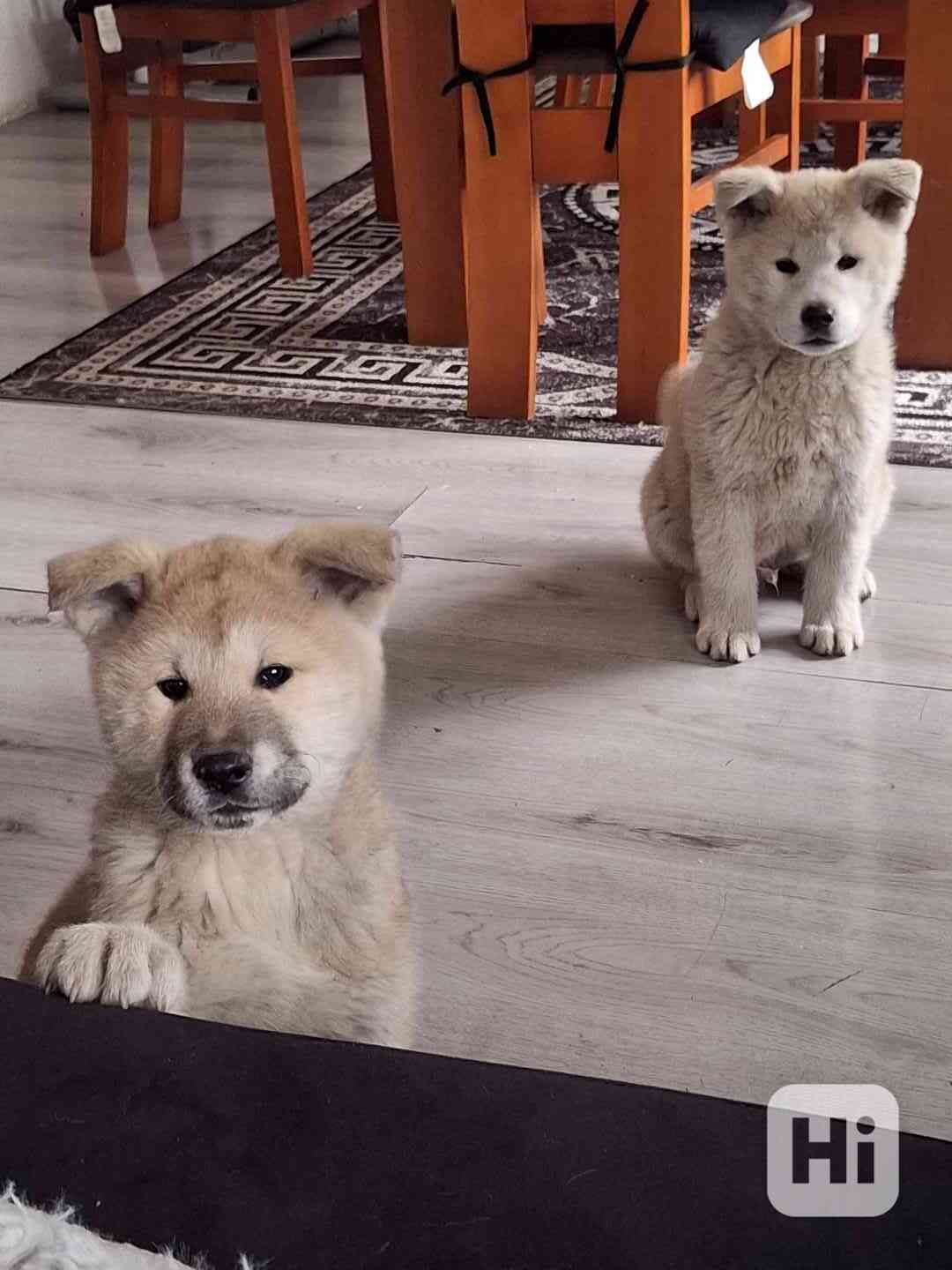 Štěňátka  - foto 1