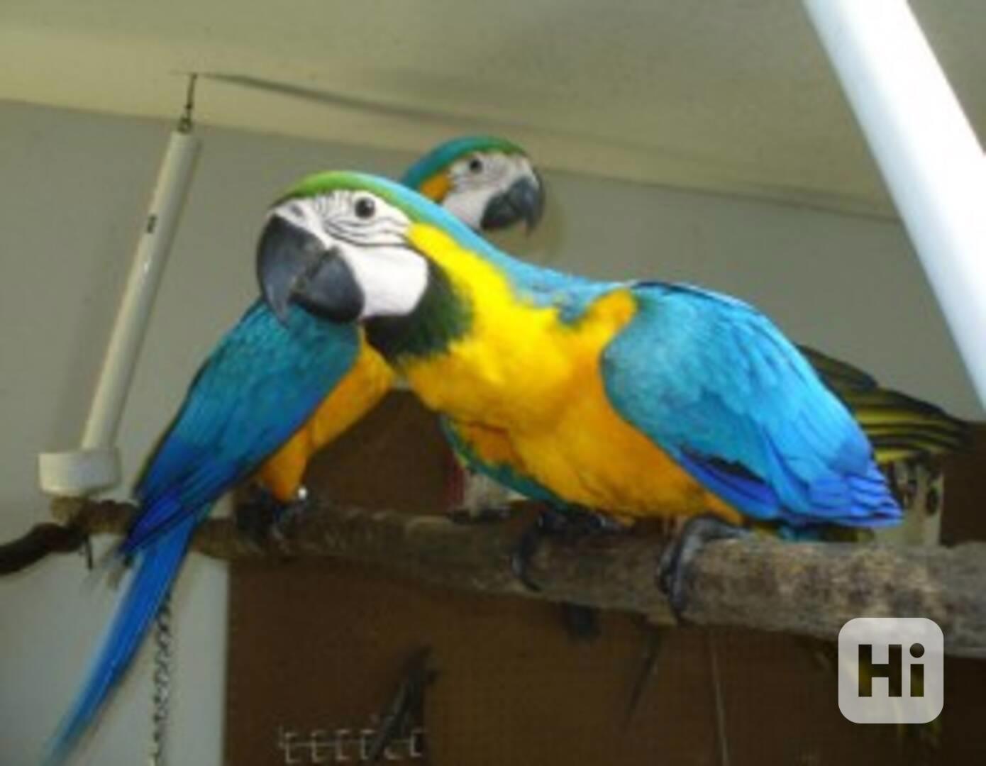 Modrý a zlatý papoušek nyní k dispozici - foto 1