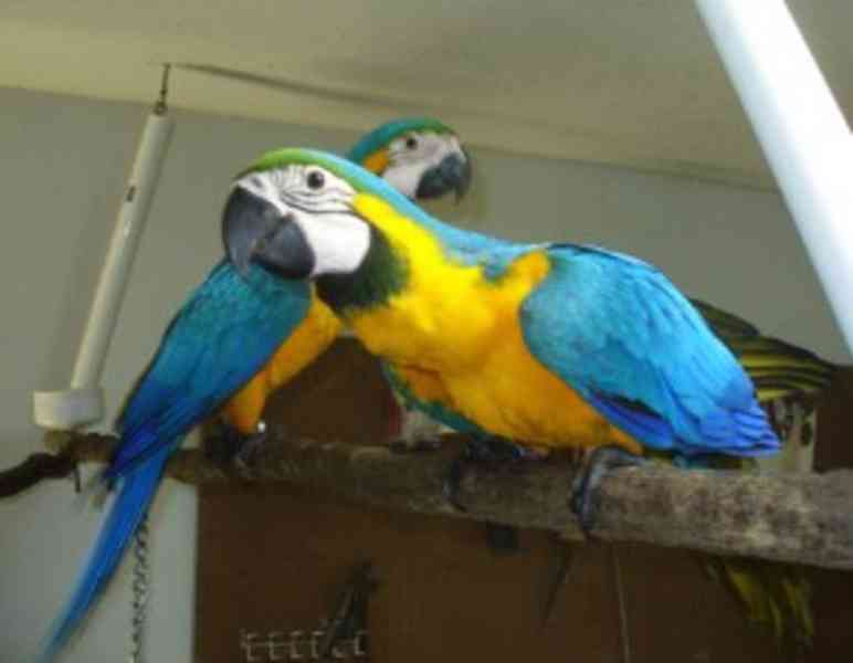 Modrý a zlatý papoušek nyní k dispozici