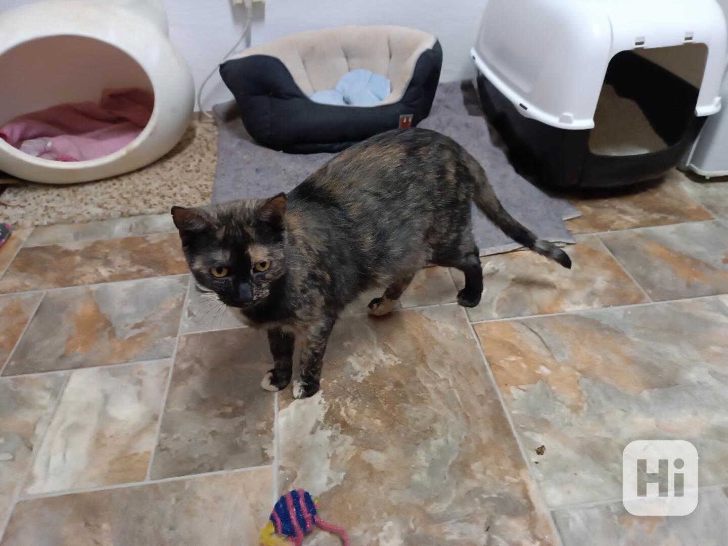 Bety je pohodová, mladá 1,5roční želvovinová kočička.  - foto 1
