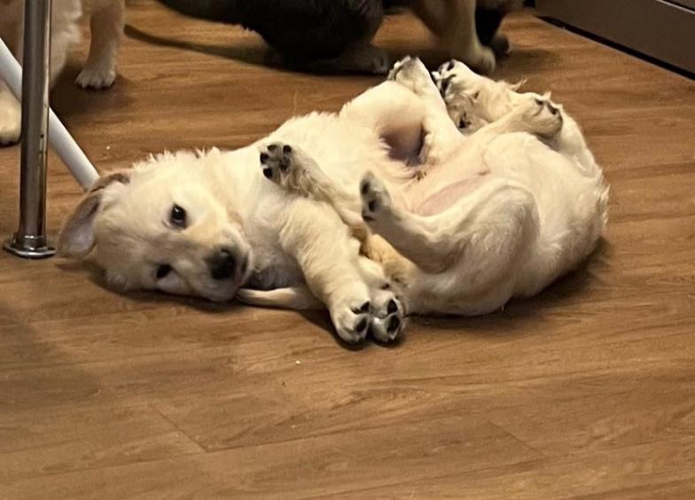 Krásná štěňata zlatého retrívra - foto 4