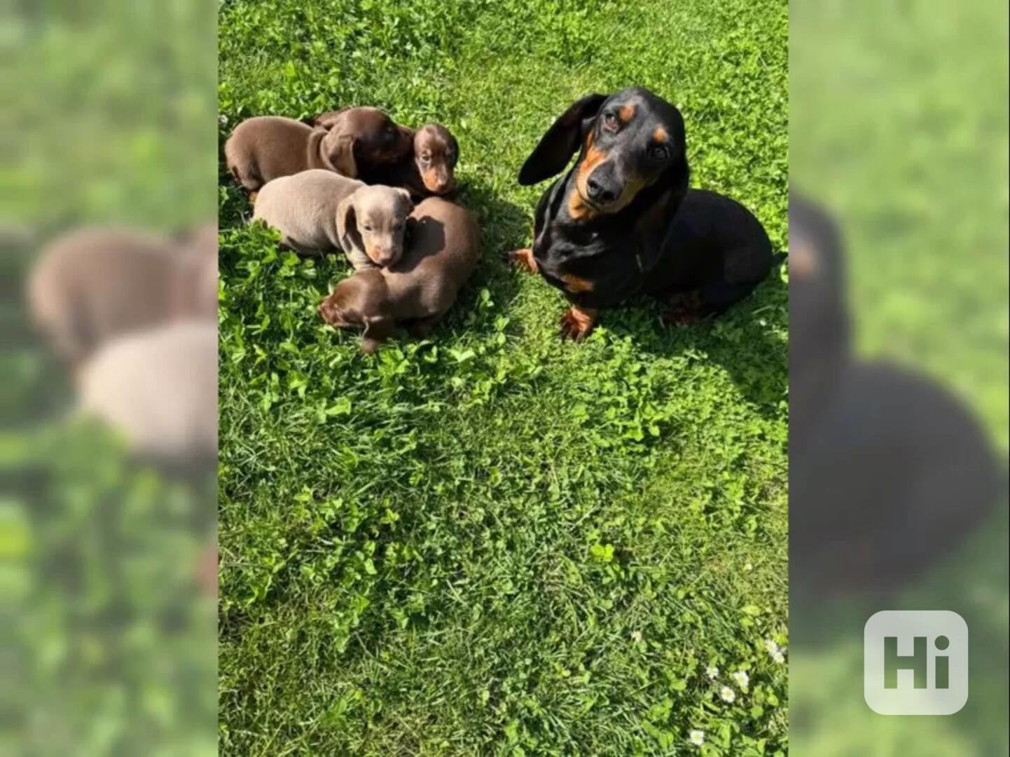 Jezevčík hladkosrstý trpasličí štěňátka - foto 1