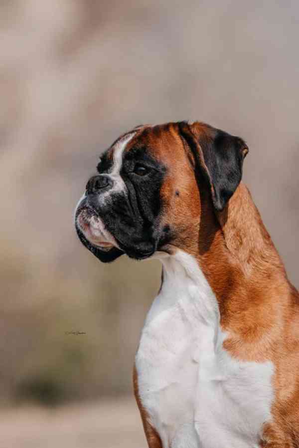 Německý boxer - chovný pes ke krytí - foto 2