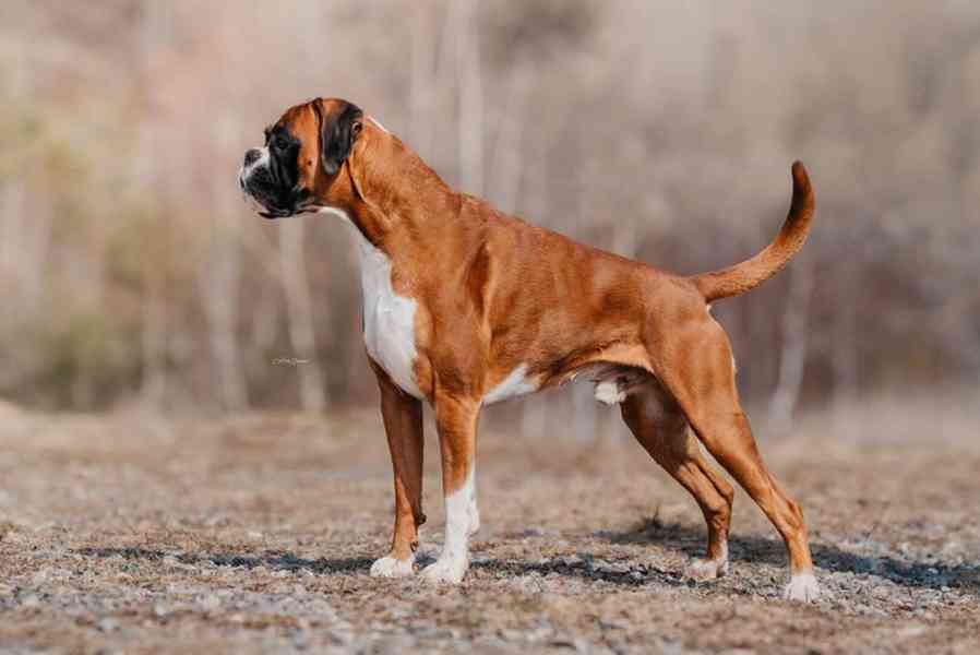 Německý boxer - chovný pes ke krytí - foto 3