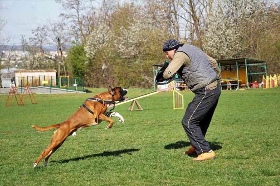 Německý boxer - chovný pes ke krytí - foto 5