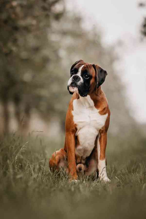 Německý boxer - chovný pes ke krytí - foto 4