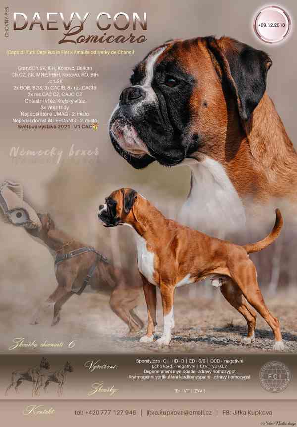 Německý boxer - chovný pes ke krytí - foto 1