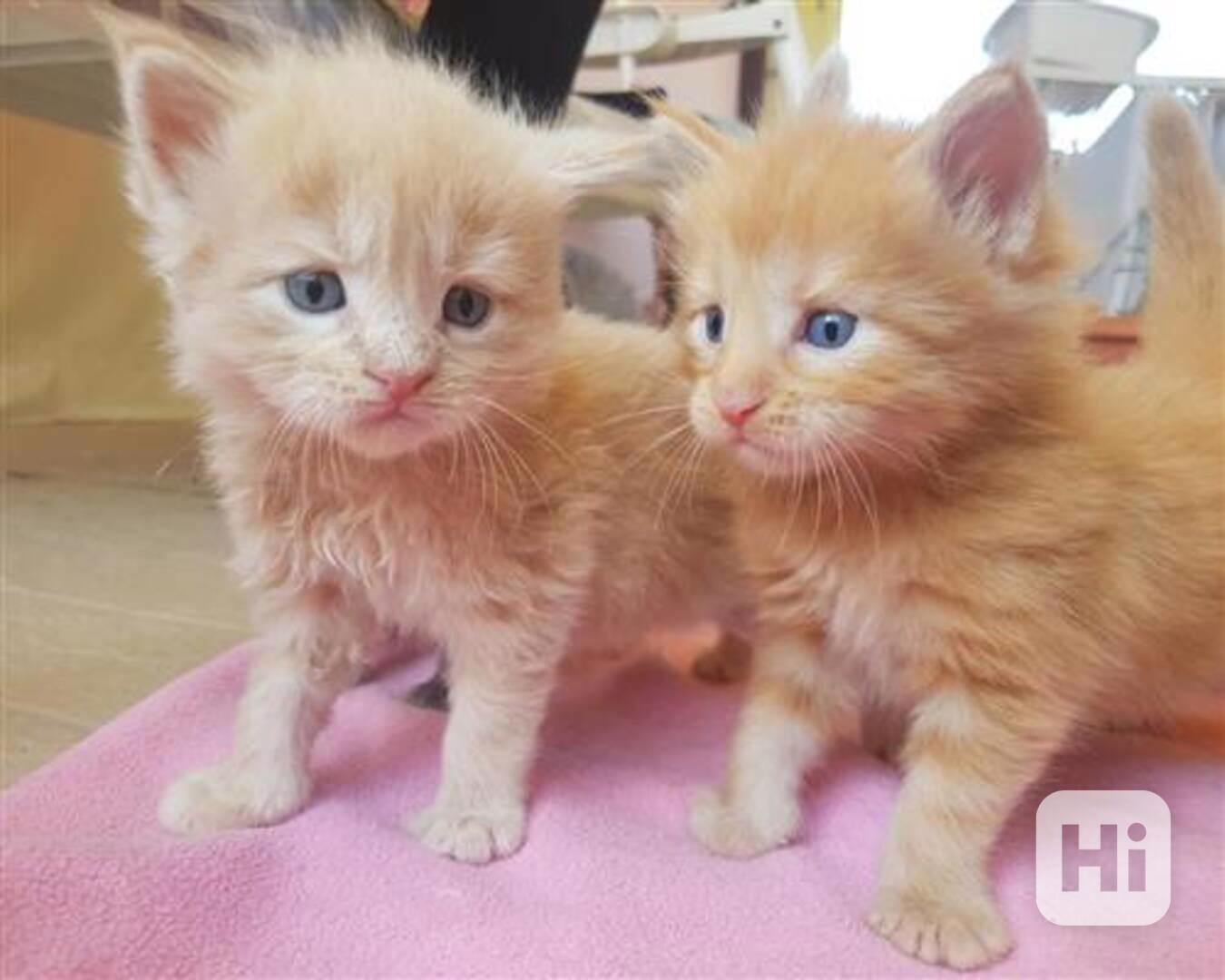 Koťata Mainské mývalí kočky na prodej spp - foto 1