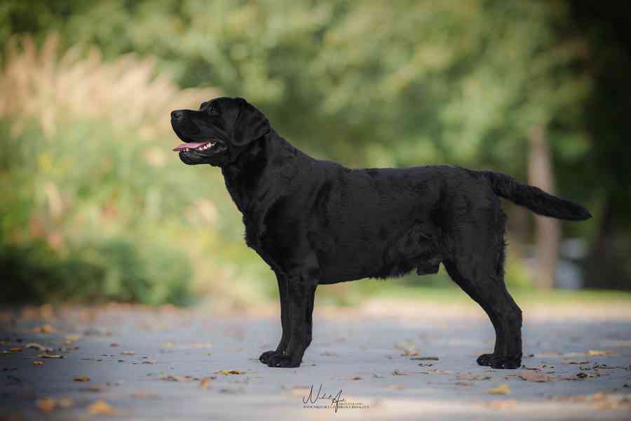 Labradorský retrívr- černá štěňátka s PP - foto 3