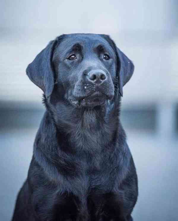 Labradorský retrívr- černá štěňátka s PP - foto 6