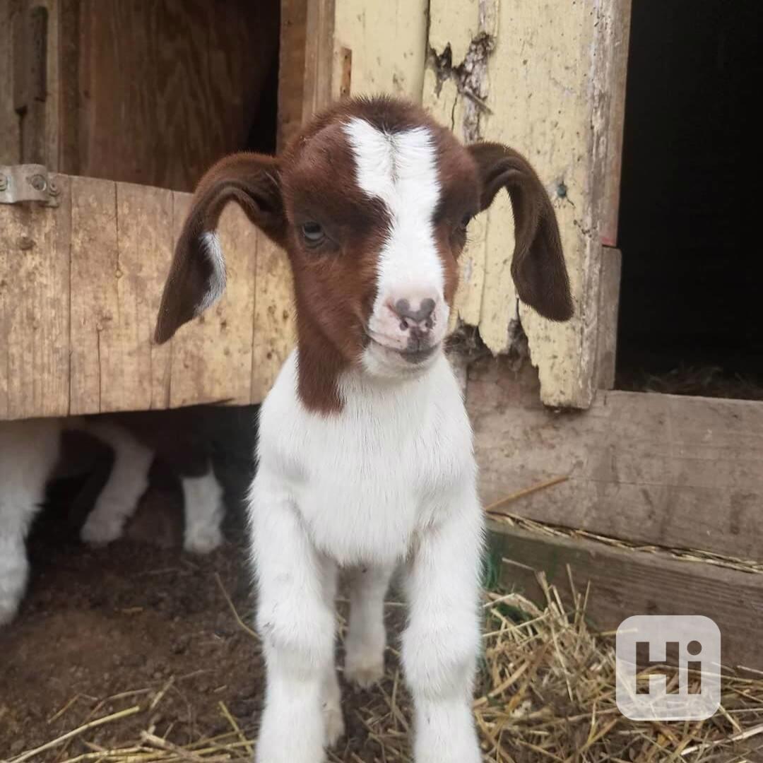Nádherné kozy na prodej! - foto 1