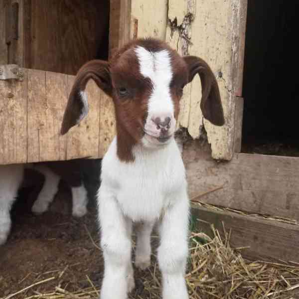 Nádherné kozy na prodej! - foto 1