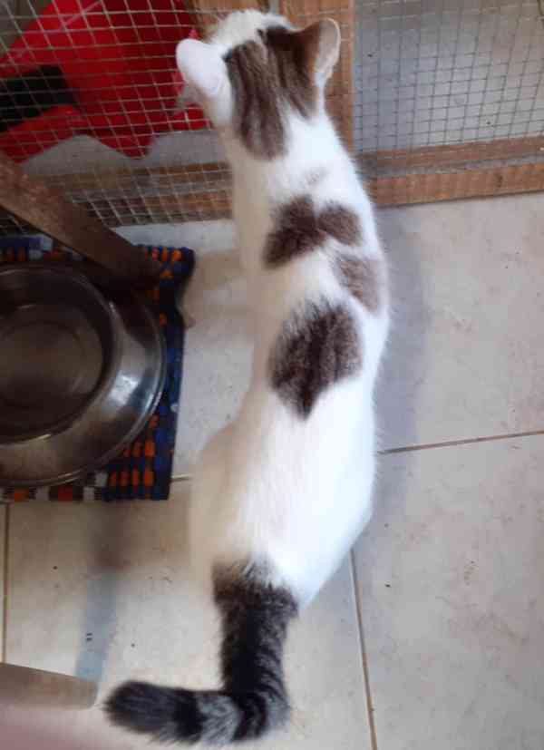 Mazlivá bílá kočička s mouratými znaky 1,5roční Miši - foto 5