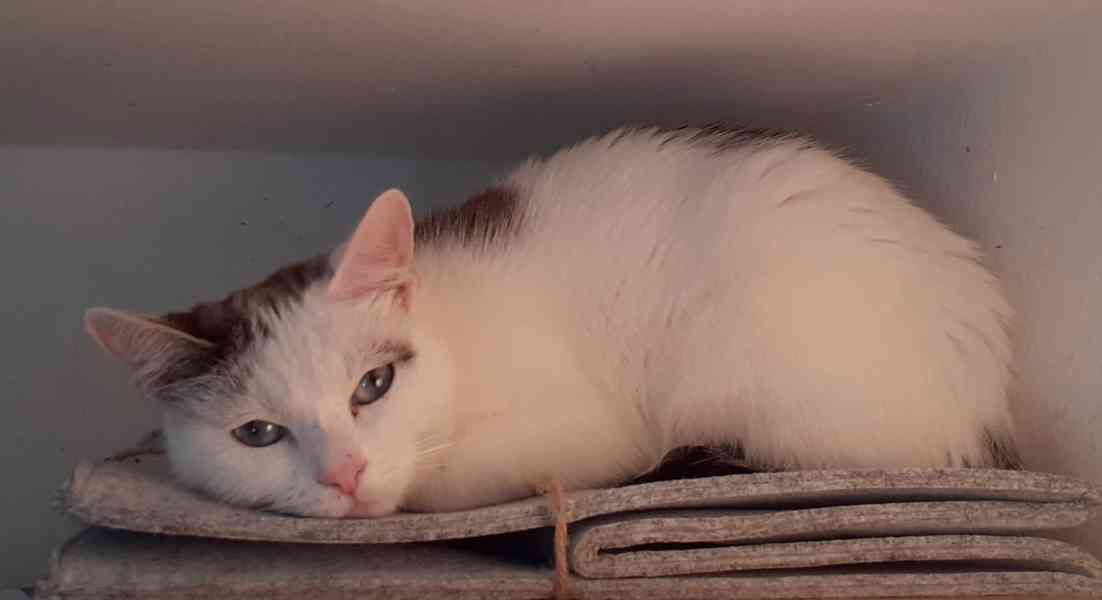 Mazlivá bílá kočička s mouratými znaky 1,5roční Miši - foto 8