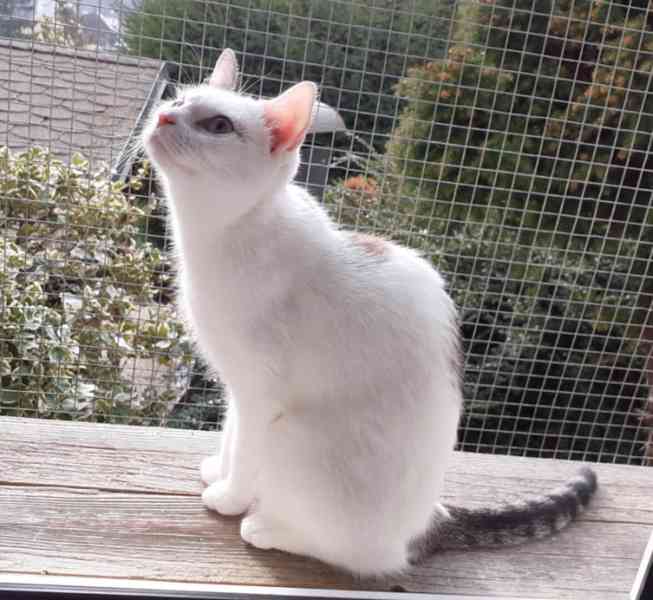 Mazlivá bílá kočička s mouratými znaky 1,5roční Miši - foto 6