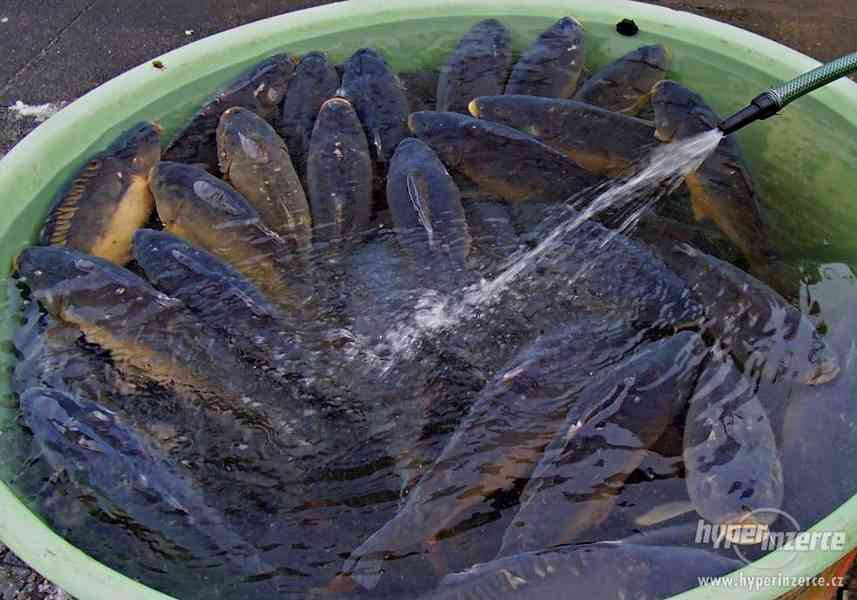 Koupím ryby z jarních výlovů - foto 1