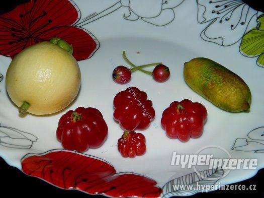 Rostliny exotického ovoce - foto 1