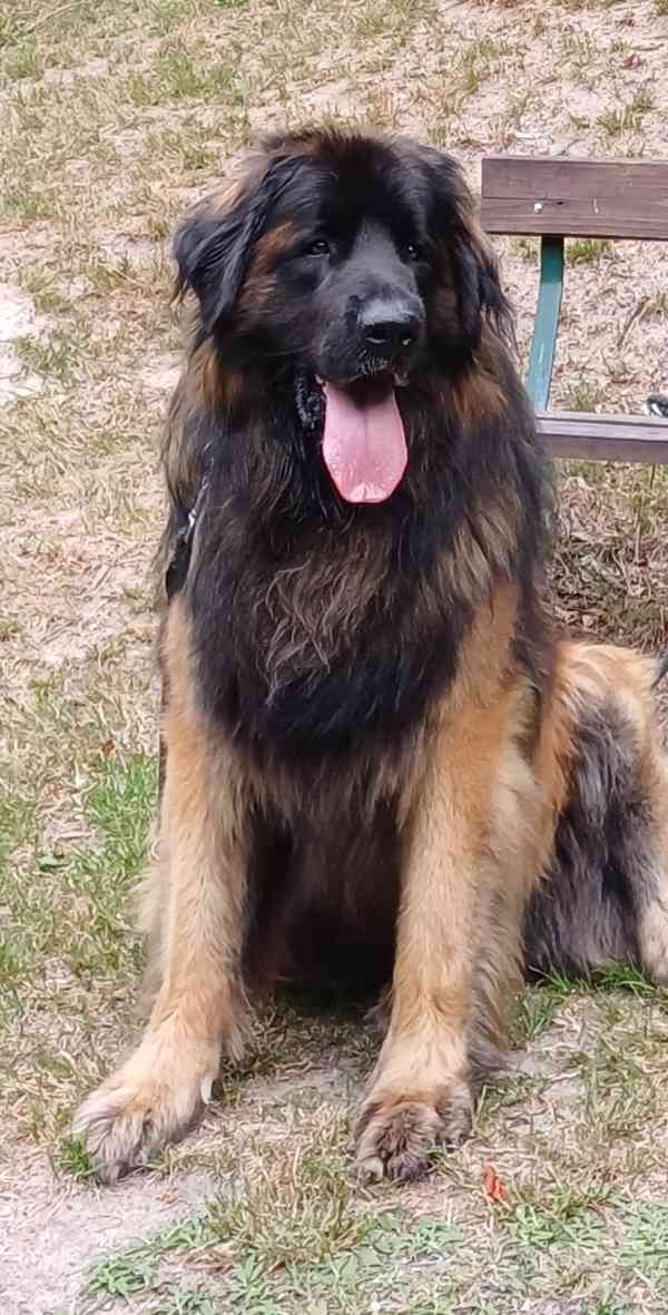 Štěňátka leonbergera s PP  - foto 3