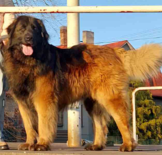 Štěňátka leonbergera s PP  - foto 1