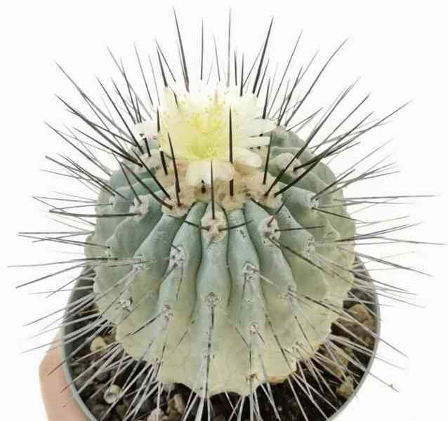 semena kaktus Copiapoa dealbata (odb. na Caleta Angosta)