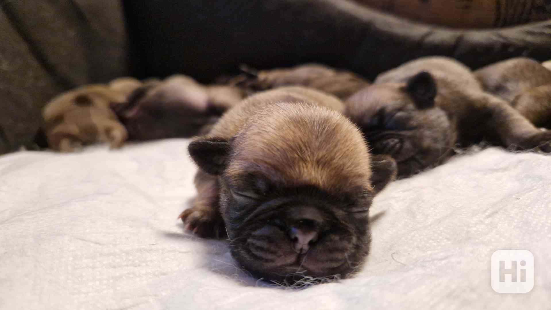 Štěňátka mopsíka - foto 1