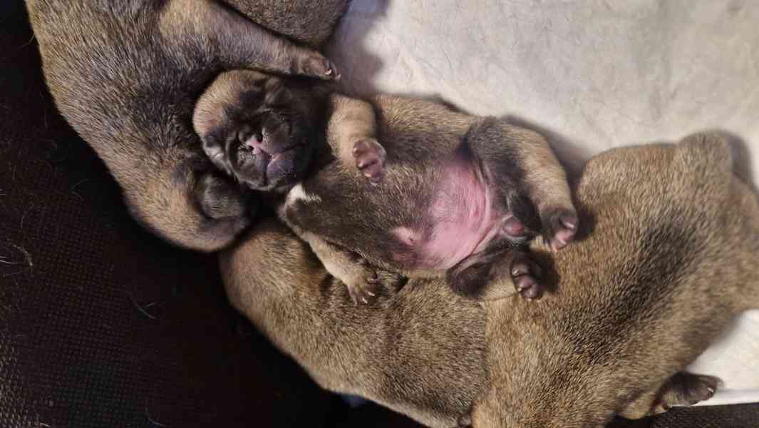 Štěňátka mopsíka - foto 2