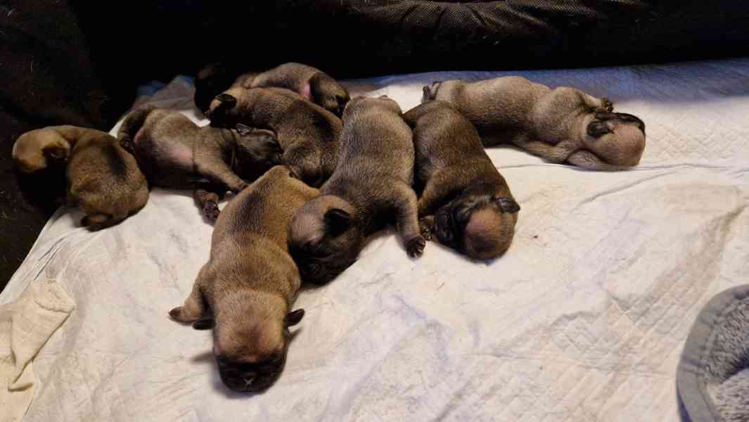 Štěňátka mopsíka - foto 3