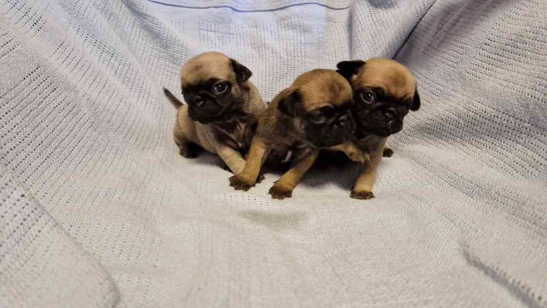 Štěňátka mopsíka - foto 10