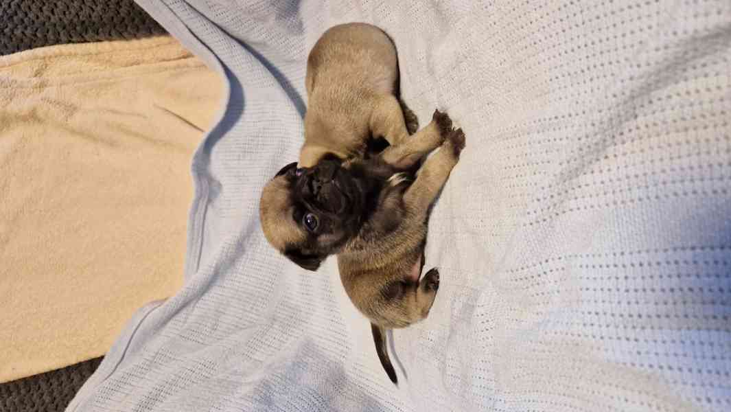 Štěňátka mopsíka - foto 9