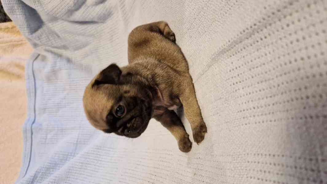 Štěňátka mopsíka - foto 5