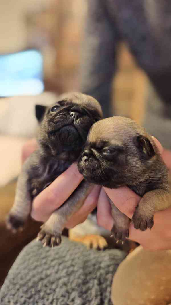 Štěňátka mopsíka - foto 4