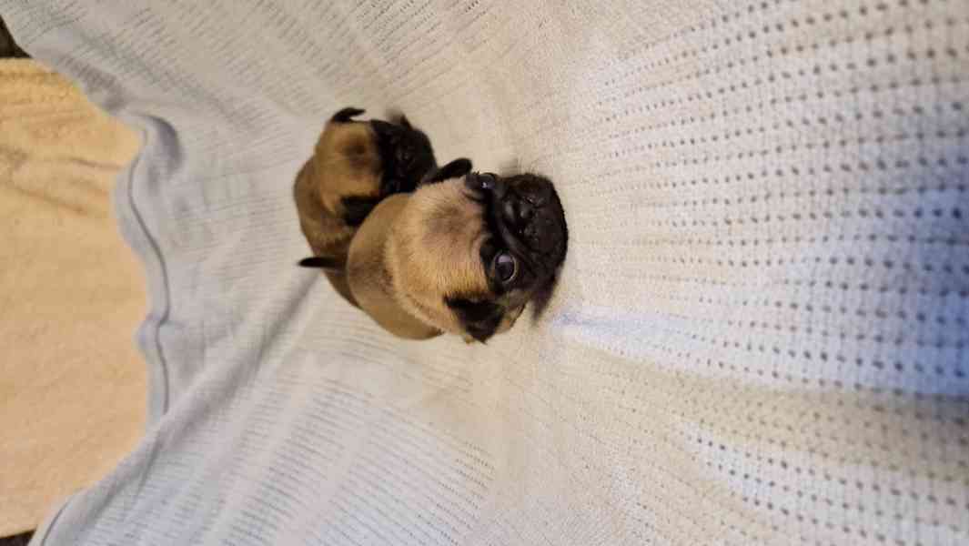 Štěňátka mopsíka - foto 7