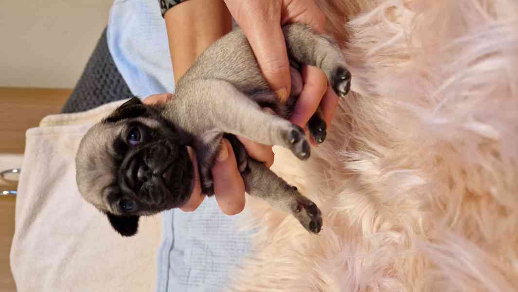 Štěňátka mopsíka - foto 6