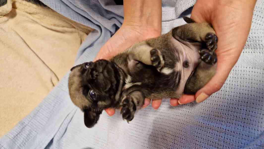 Štěňátka mopsíka - foto 11