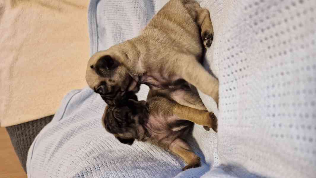 Štěňátka mopsíka - foto 8