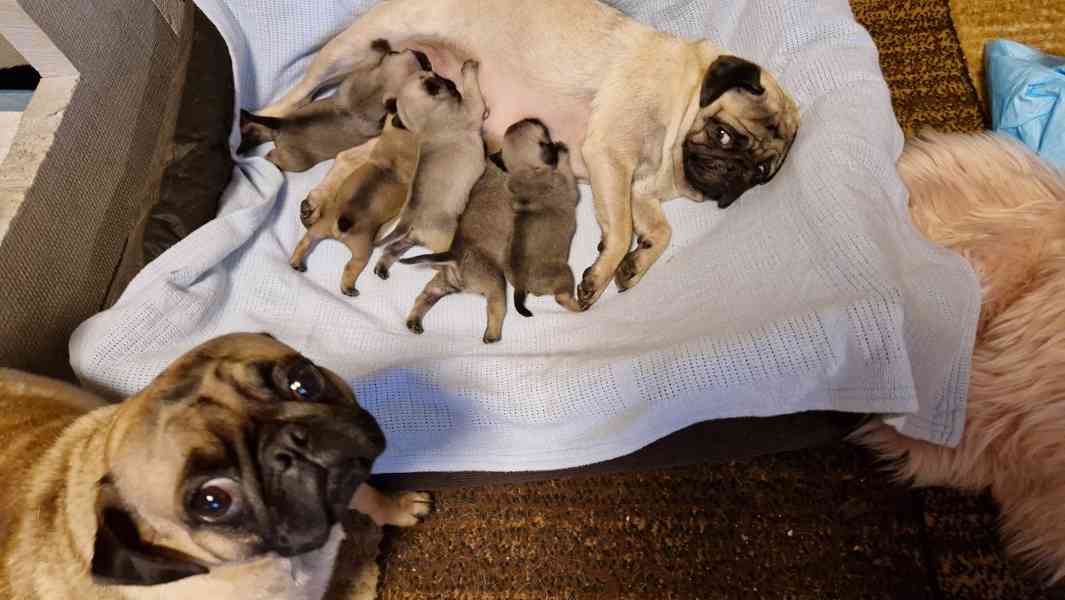 Štěňátka mopsíka - foto 12