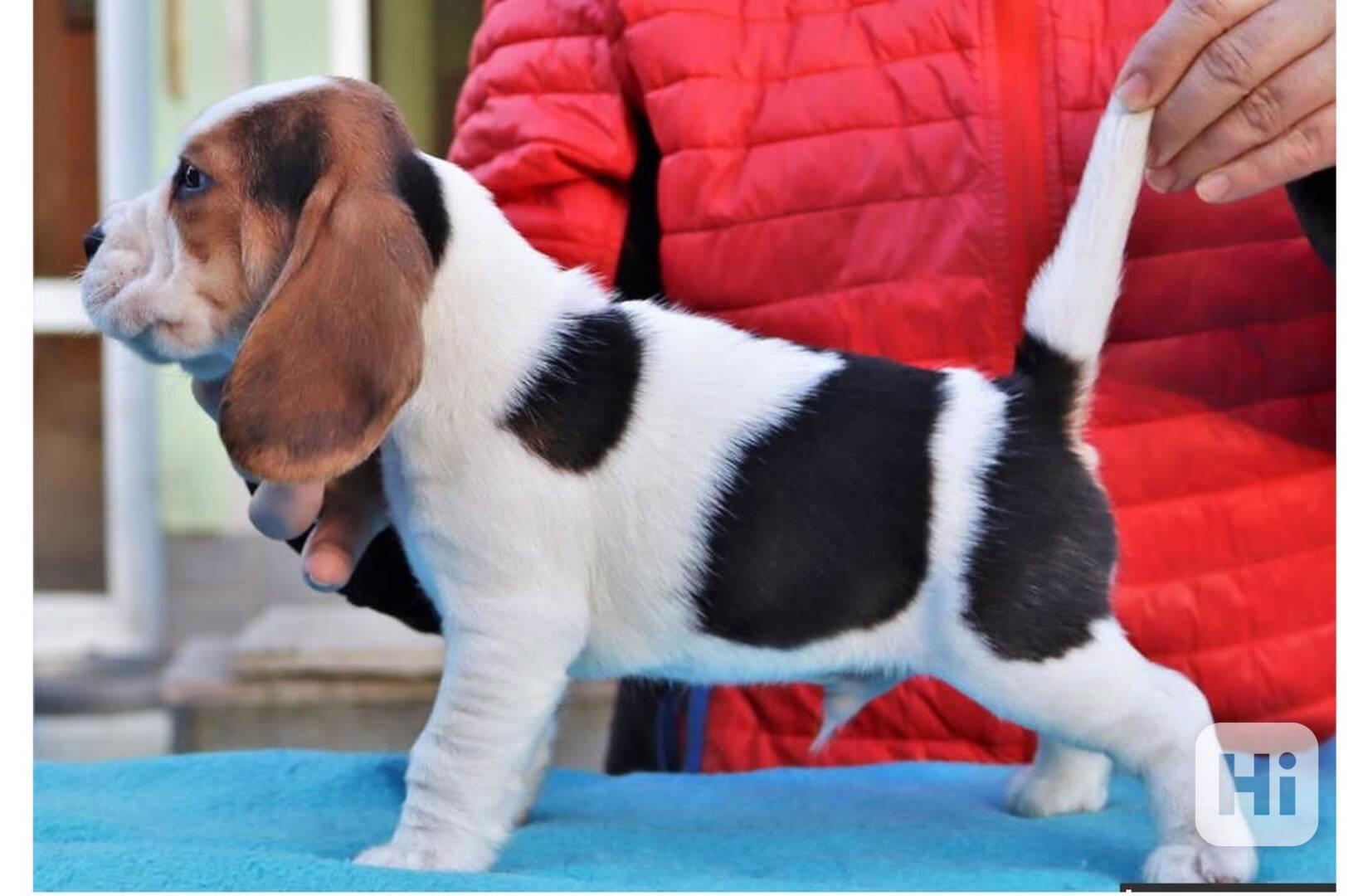 štěňata bígla k adopci - foto 1