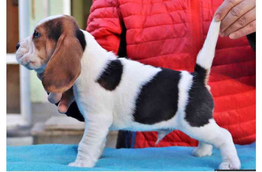 štěňata bígla k adopci