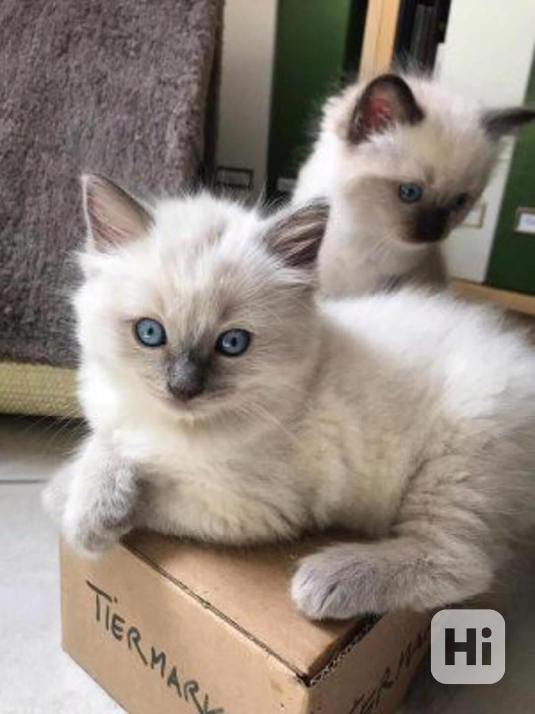 Zdarma ragdoll kotě k adopci hned teď - foto 1