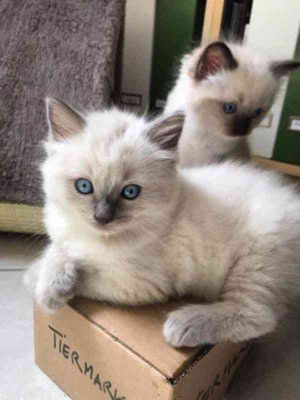 Zdarma ragdoll kotě k adopci hned teď - foto 1