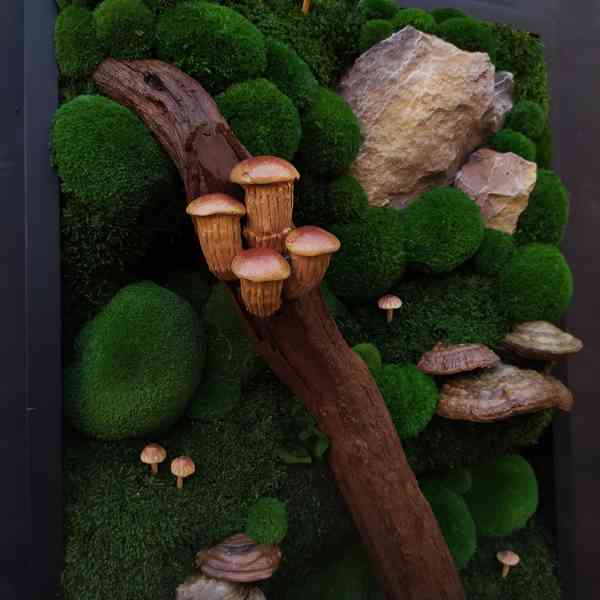 Mechový obraz / obraz ze stabilizovaného mechu - foto 4