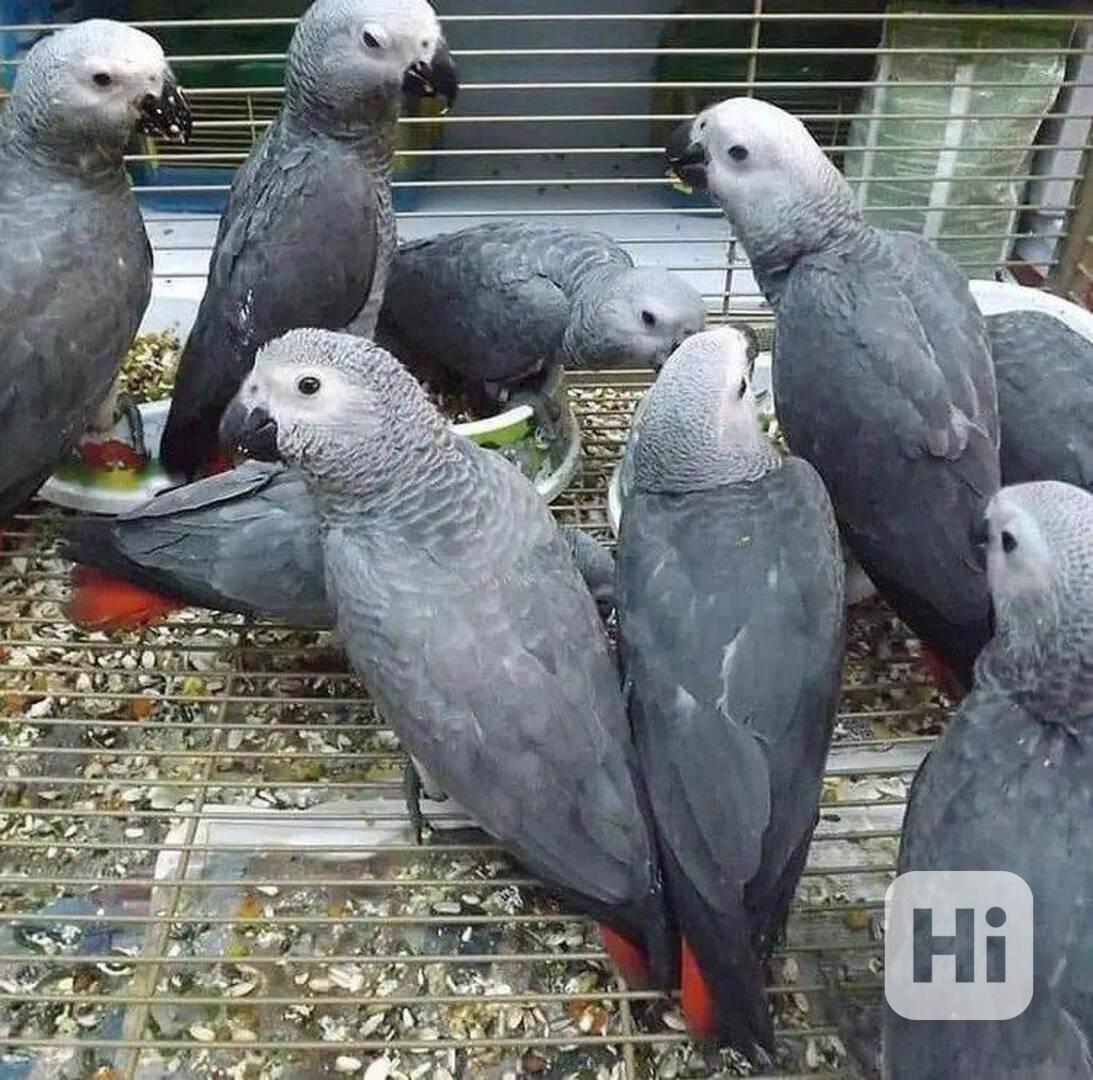 Rozkošní papoušci afrošedí  - foto 1